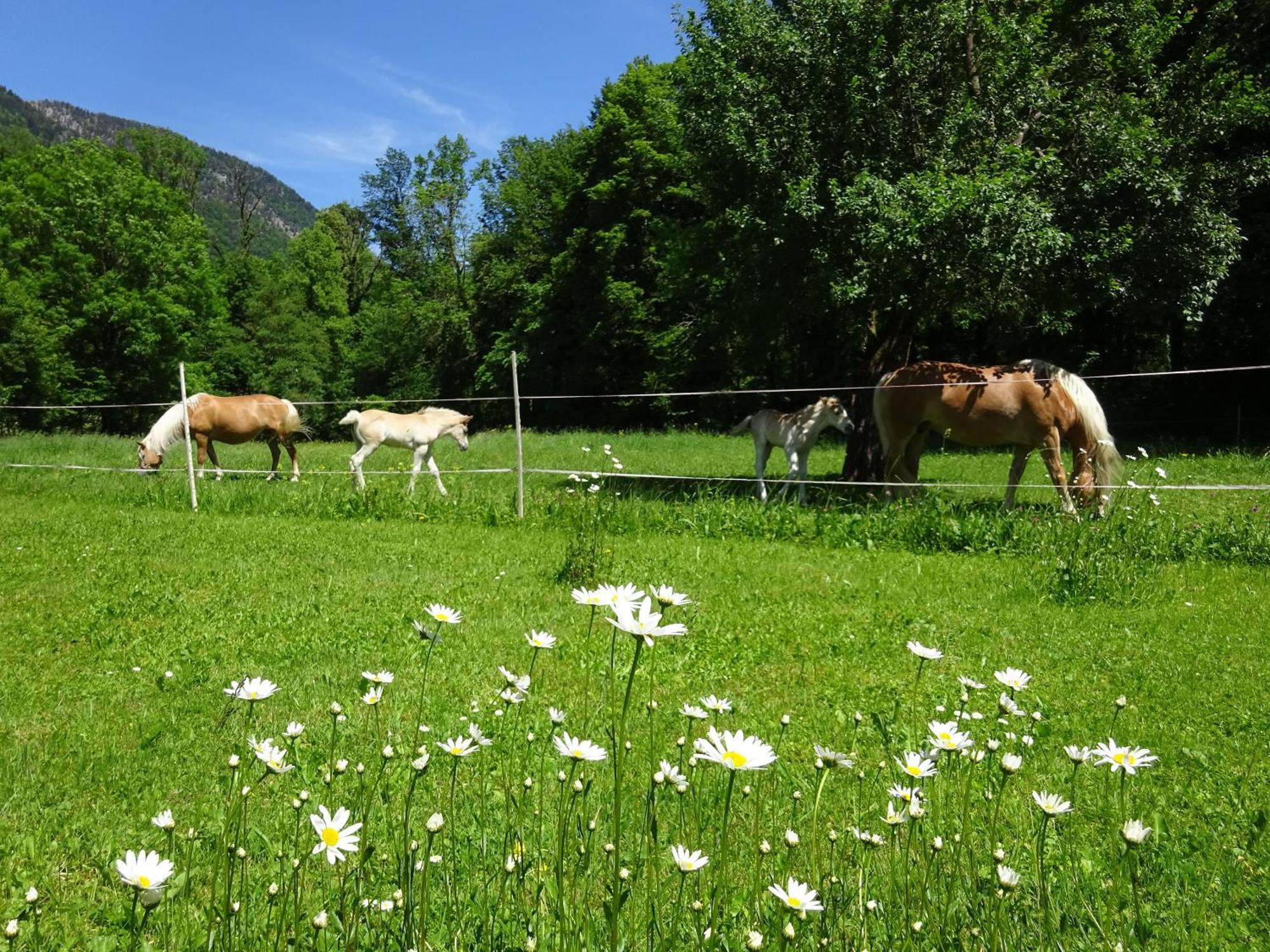 Ferienwohnungen Auhaus Bad Reichenhall Exteriör bild